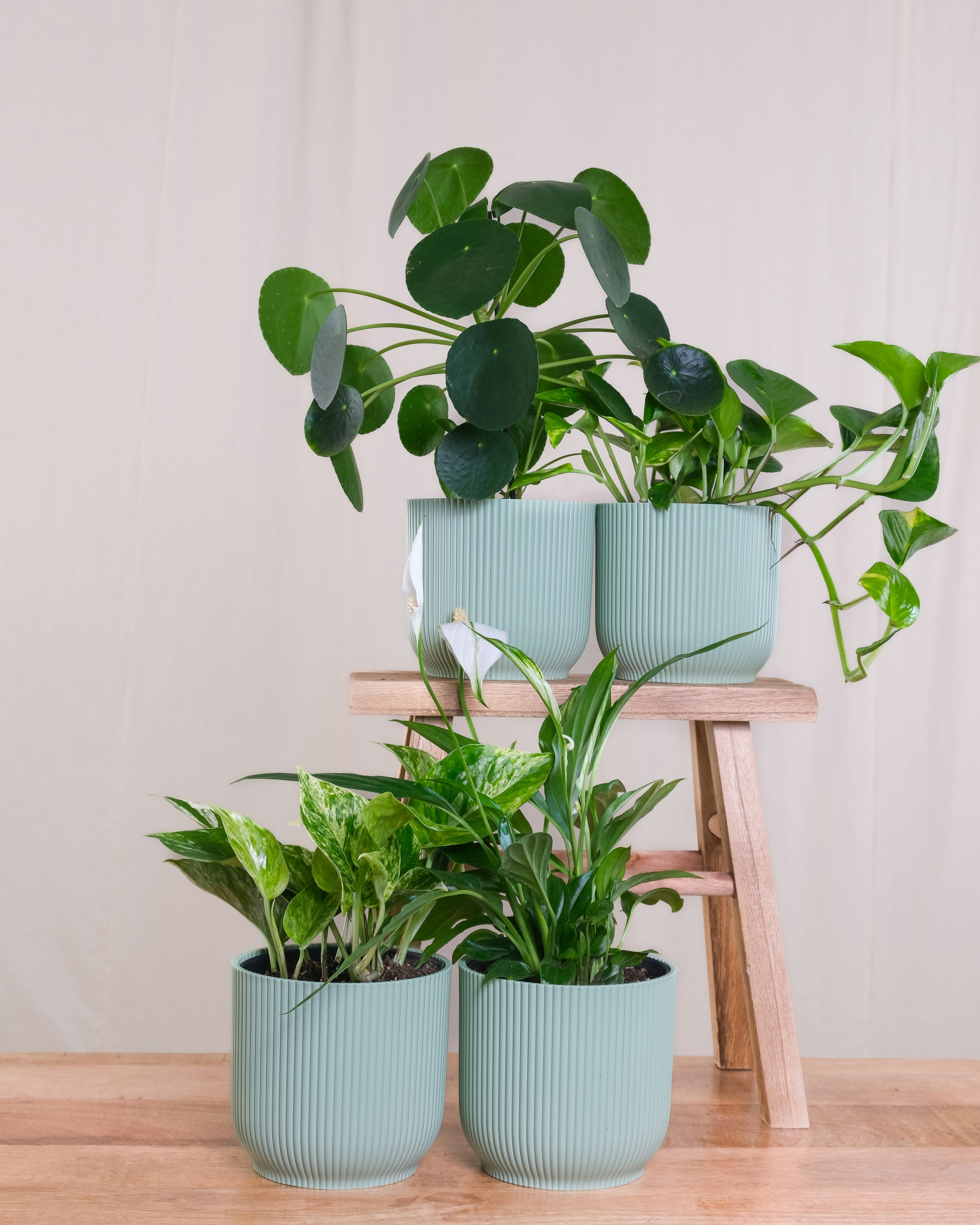 Plants